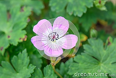 Bloody Cranesbill, Geranium sanguineum var. striatum, veined pink flow Stock Photo